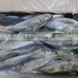 Big Eye Horse Mackerel Block Quick Frozen 25cm+ thumbnail-4