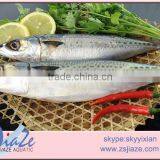 Mackerel W/R thumbnail-4