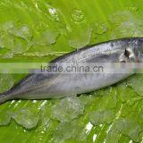 Frozen Horse Mackerel Price thumbnail-1