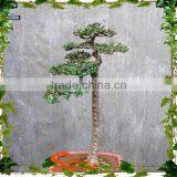 ANTIQUE ARTIFICIAL POTTED TREE CHINESE BONSAI PINE TREE LOOKS REAL thumbnail-3