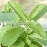 Stevia Leaf Extract thumbnail-3