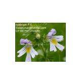 Eyebright Extract Sweetyhuir(at)gmail(dot)com thumbnail-1