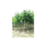 Lagerstroemia Specious thumbnail-1