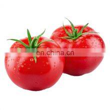 Best Price Dry Tomato Powder thumbnail-2