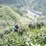 Shengzhou City Zhenan Tea & Co., Ltd. company overview - view 3 thumbnail