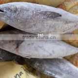 wholesale 1.5kg up frozen tuna fish for canned