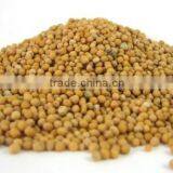 YELLOW MUSTARD SEED thumbnail-1
