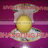 Super Shandong Pear Packed in Carton thumbnail-5