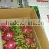 VIETNAM DRAGON FRUIT thumbnail-2