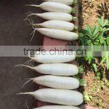 Fresh radish factory/ Chinese radish price