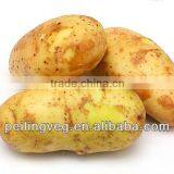 Fresh Vegetable of Potato thumbnail-1