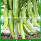 P19 Zhenyu f1 Hybrid Light Green Pepper Seeds in Agriculture thumbnail-1