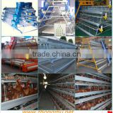Layer chicken farm poultry feed machinery