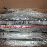 Frozen Spanish Mackerel 100-200g thumbnail-1