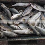 Frozen Fresh Seafood Big Eye Horse Mackerel thumbnail-3