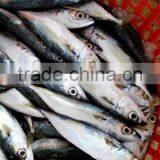 Pacific Mackerel Frozen Mackerel thumbnail-2