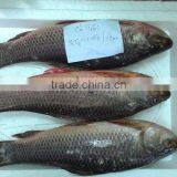 ROHU LABEO ROHITA thumbnail-5