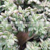 Echeveria Blackprince Crested Decorative Plants Echeveria, Succulent Plants, Tropical Plants thumbnail-2