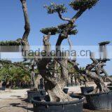 Olea Europaea "Pompon"old Skin Trunk thumbnail-2