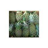 Pineapple thumbnail-1