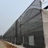 Large Size Multispan Plastic Greenhouse for Agriculture Farming