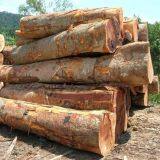 Cheap Kosso / Sapelli / Tali / Teak / Pachyloba Wood Logs thumbnail-5