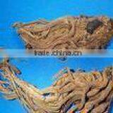 Excellent High Quality Best Selling Lovage Oil With the Lowest Price thumbnail-2