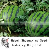 Jingfeng chinese middle late mature hybrid watermelon seeds