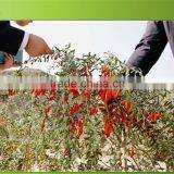 Goji Berry From China thumbnail-2