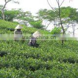Enjoyable ORGANIC Green Tea From VIetnam thumbnail-1