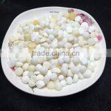 Tridacna Stone Gravels for Wholesale