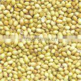 Organic Coriander Seed thumbnail-1