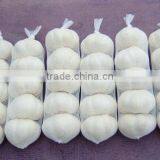 Well-chosen Top Quality Dehydrated Pure White Garlic in Carton thumbnail-1