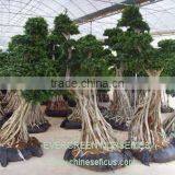 Ficus Microcarpa, Ficus Bonsai Tree