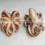 Frozen Boiled Baby Octopus Flower Galicia Seafood thumbnail-3