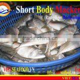 FROZEN SHORT BODY MACKEREL WHOLE ROUND thumbnail-2