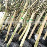 Lagerstroemia Indica 1.7m Trunk Height Good Quality Landscaping Trees and Garden Plants thumbnail-3