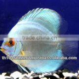Discus Fish Farm for Sale and Export thumbnail-4