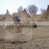 Water Reed Roof Thatching thumbnail-6