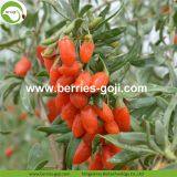 Factory Wholesale Dried Wolfberry thumbnail-2