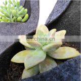 Felt Fabric Plant Pots Wholesale thumbnail-6