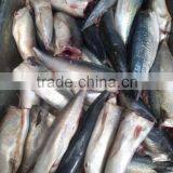 Frozen Mackerel Fish HGT