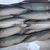 Hand-laid Put Frozen Mackerel Exporting