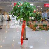 Cheap Flowers and Plants Money Tree Bonsai for Shopping Mall Decoration thumbnail-1