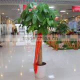 Mini money tree decoration short flowering plants