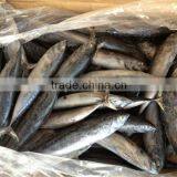 Fishing 6-8pcs/kg Fresh Boat Frozen Bonito thumbnail-2