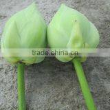 Fresh White Lotus Flower Bud Supplier in India thumbnail-3