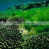 Manufacturer Supply 100% Natural Organic Chlorella Powder/Tablet thumbnail-3