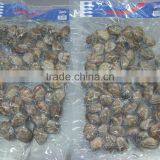 Raw Frozen Short Necked Clam thumbnail-1