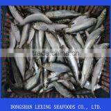 Frozen Sardine for Bait and Canning thumbnail-3